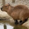 とくしま動物園