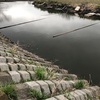 今週の釣果報告②🎣栃木県宇都宮市某池