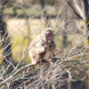 桜を食べるサル