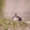 追い詰めアヒル、落下カルガモ、おねむカルガモ。[市場池公園]2018.03.31