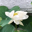 50歳からのマイルでアジア