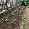 2023年　夏野菜植え付け