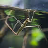 ミズカマキリ Ranatra chinensis