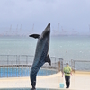 福岡旅行記② ～水族館と国営公園とνガンダム～