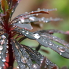 雨玉、きらり