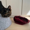 めずらしく。