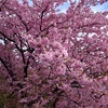 今年は河津で河津桜　〜まずはプロローグ〜