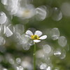 梅花藻の花_牛渡川