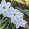 3/15に撮った花🌸　🐤
