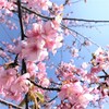 満開近し！河津桜の並木道で。