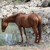 やるかやらないかはあなた次第【You can lead a horse to water, but you can't make him drink】