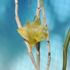 Dendrobium roslii 
