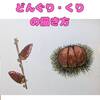 どんぐり・くりの描き方～どんぐりの枝がおちている理由