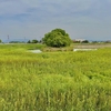 江袋沼（埼玉県熊谷）
