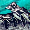 長崎ペンギン水族館へ行ってきました