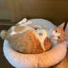 続・猫の結膜炎。