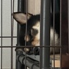 黒柴 🐶 つん