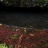 水と紅葉と波紋