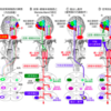 ヒトの皮質網様体路と歩行制御