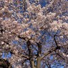 桜も満開　トキワマンサクの赤い花