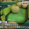  人吉球磨の春メロン出荷始まる　熊本