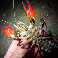 ウチダザリガニってどんなザリガニ 生息地は 茨城にもいる 美味しい Momoブログ