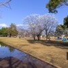 乙戸沼公園のこぶし（土浦市）～つくば市とその周辺の風景写真案内（７１９）