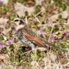 県西の探鳥会2つ