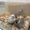 文鳥がやってきました！