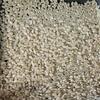 今年のイネは収量はイマイチながら品質は極良