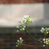 tree in bud appearanceとは何か