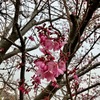 柚木台の早咲き桜がほころび始めました