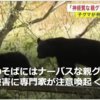 【クマ被害速報！……6／2－3　施設の壁にクマの爪痕　盛岡市動物公園ZOOMOが臨時休園】＃515