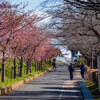 河津桜