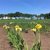 7月11日の1