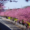 花より団子活動