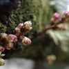 開花予想