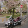 海津大崎の桜は　今年は無理だね。