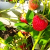 イチゴの収穫🍓とハムスターくりちゃん