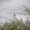 セアカモズ Red-backed Shrike
