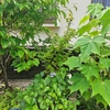 石積み花壇に植えている樹木の7月までの出来事～カンノンチク・オオデマリ・ヒメイチゴ～
