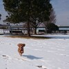 【お題】ベストマッチな雪と犬。これ以上ない組み合わせ。飼い犬は雪玉を付ける。