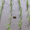 2019-06-10_今日は雨の日…