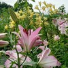 6/27 3461日目　忙しくなってきた