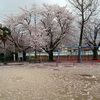 麦野公園の桜 2014.3.30