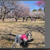 darktable3.8の焦点範囲表示（１）