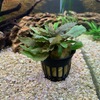 クリプトコリネを植栽