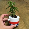 ノリタケ×植物