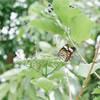 蝶々が飛び交う楽園に行った話/ 足立区生物園とおしゃれデニーズ日記