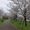 桜の道